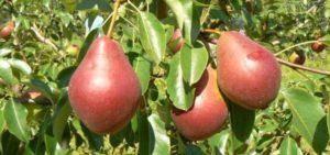 Beskrivelse af pæresorter Nadyadnaya Efimova og dyrkningsfunktioner