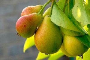 Descrizione e caratteristiche della varietà di pera Prosto Maria, coltivazione e impollinatori