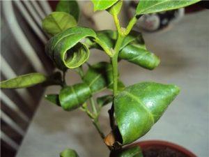 Proč citronové listy mohou stočit a co dělat