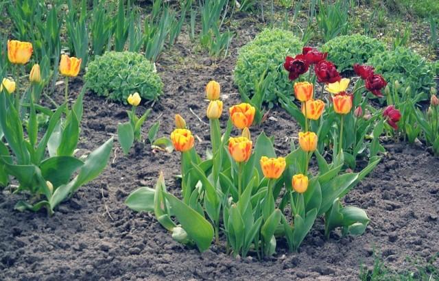 procesamiento de tulipanes