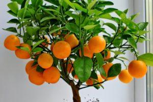 Hogyan termeszthető és gondozható mandarin otthon?
