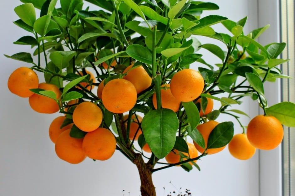 mandarin træ