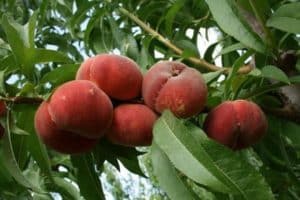 Paglalarawan ng mga varieties ng mga peach ng peach, kapaki-pakinabang na katangian at paglilinang
