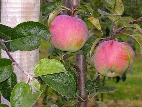elma ağacı emektarı