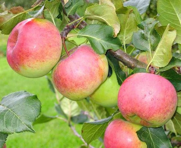 apple trees auxis