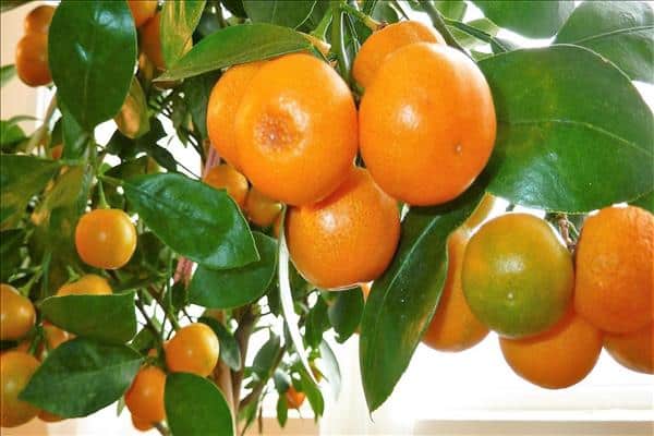 listovi mandarine požute
