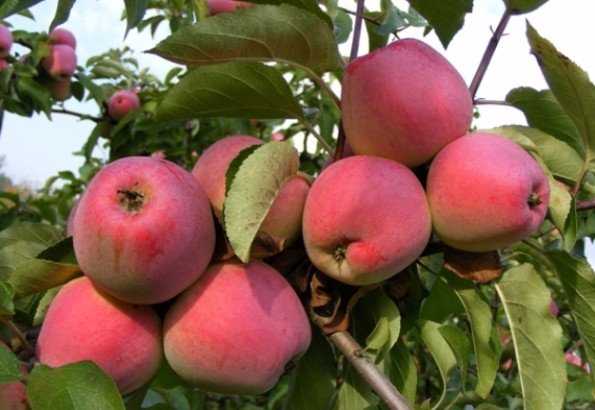 μηλιές venyaminovskoe