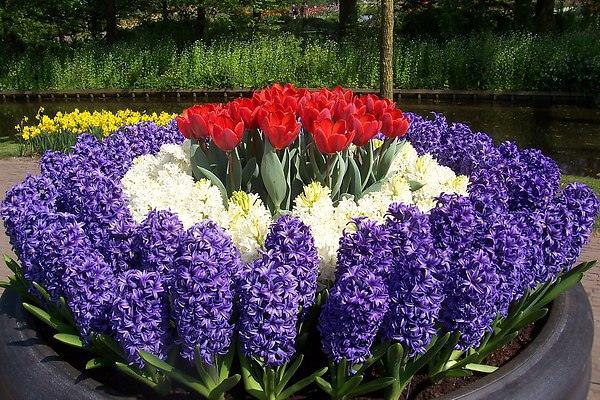 que hermoso plantar tulipanes Diseño