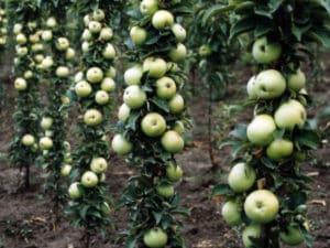 Beskrivelse og karakteristika for den søjle æblesort Malukha, plantning og pleje