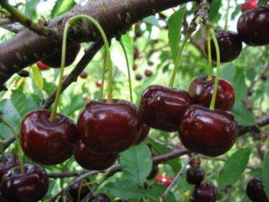 Vyšnių veislės „Zagorievskaya“ aprašymas ir savybės, sodinimas, auginimas ir priežiūra