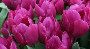 Frø og vegetative metoder til forplantning af tulipaner, teknologi og timing
