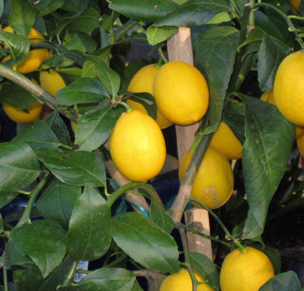 citron de meyer