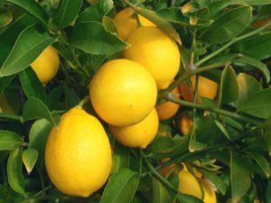 Beschrijving van de citroen van Meyer en kenmerken van thuiszorg