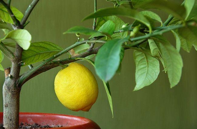 el limón no florece