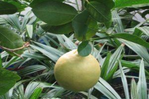 A Panderoza citrom és az otthoni ápolás leírása