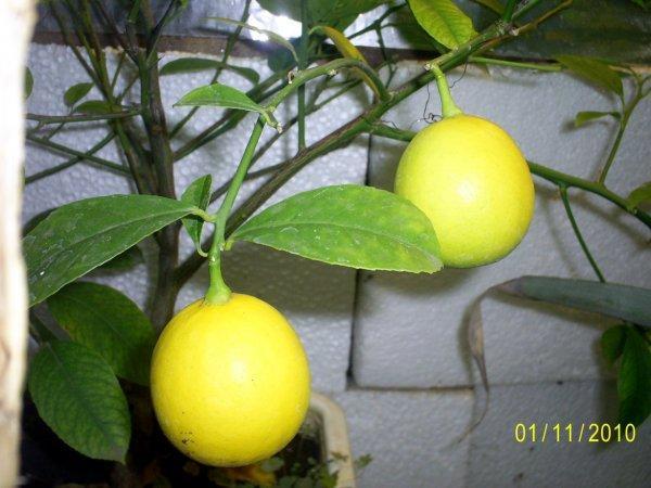 meyerov limun