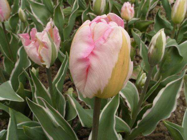 tulipe triomphe Vandeful