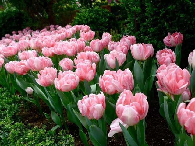 dvojité tulipány