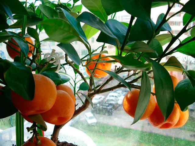 mandarinas unshiu