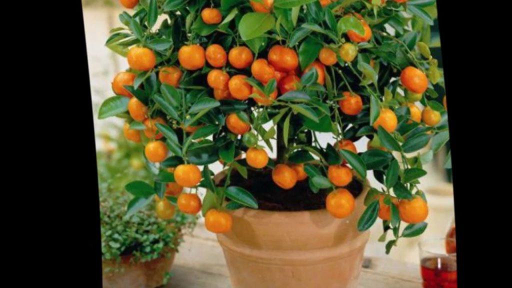 voksende en appelsin