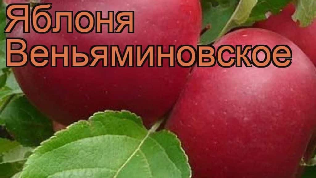 jabłoń venyaminovskoe