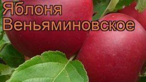 Obuolių veislės Venyaminovskoye charakteristikos ir aprašymas, sodinimas ir priežiūra