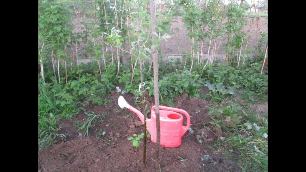 omenapuun istuttaminen