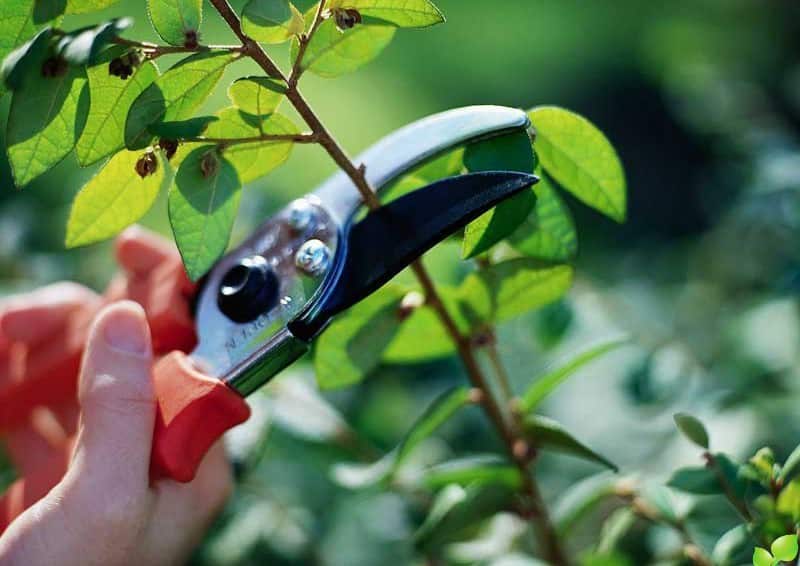 pruning barberry