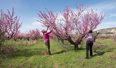peach pruning