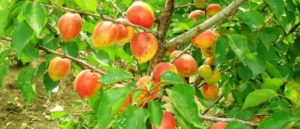 Descrizione e caratteristiche della varietà di albicocche Akademik, semina, crescita e cura