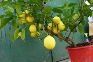 Description of Pavlovsky lemon, planting and care at home