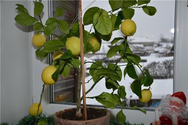 citrona zieds