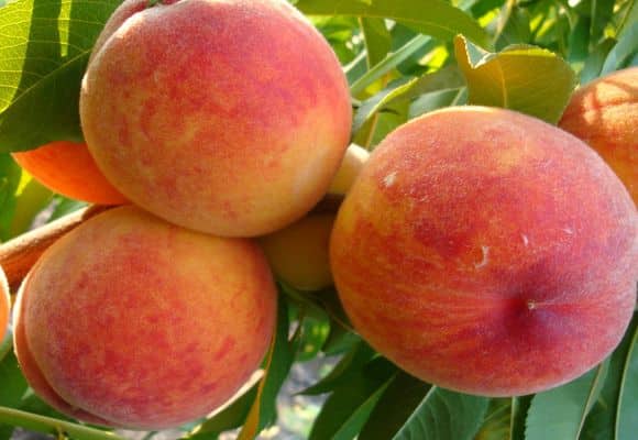 peach Jaminat