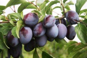 Why a plum may not bear fruit and what to do, how to make it bloom