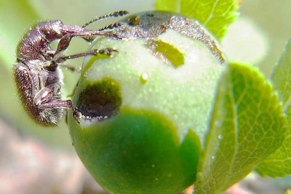 escarabat menja