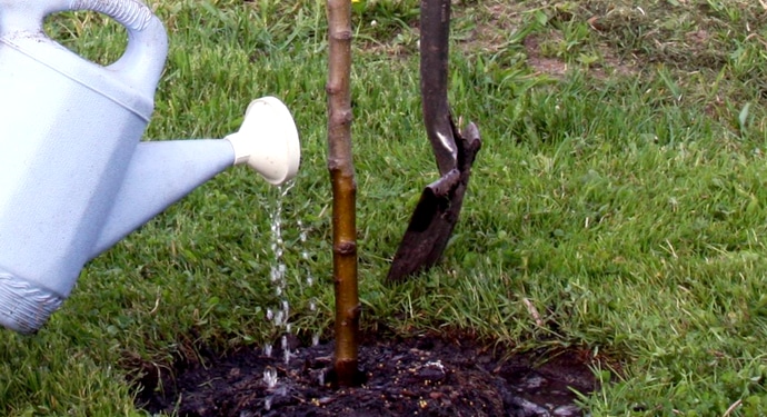 watering the apple tree
