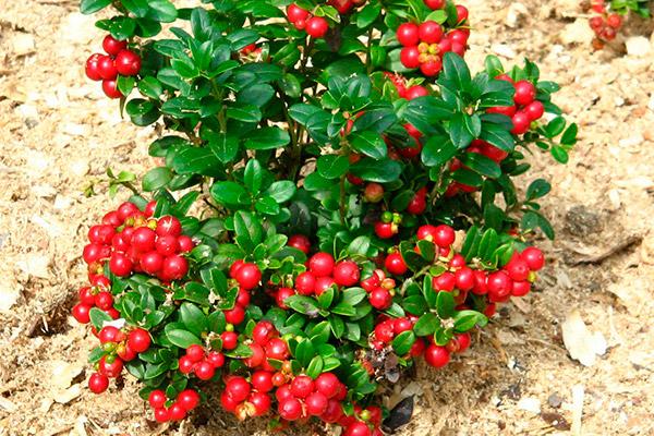 arbusto de arándano rojo