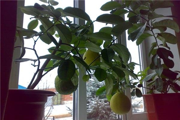 trái cây trên bệ cửa sổ