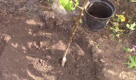 sadzenie gruszki