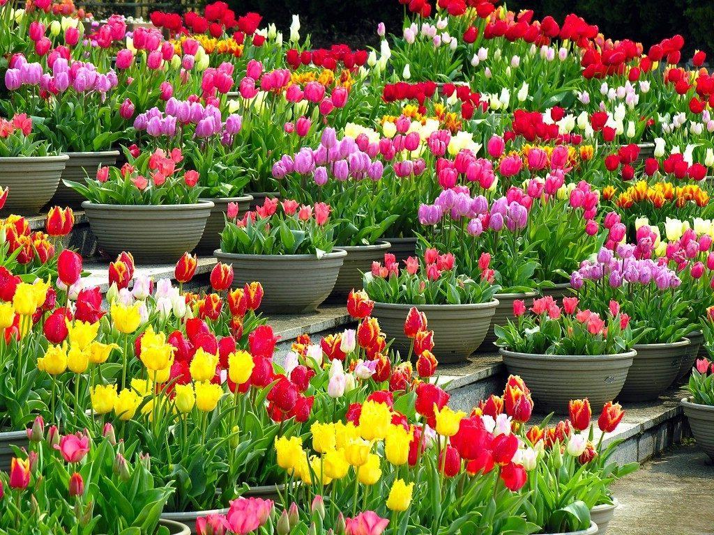 hoa tulip đôi của vẻ đẹp apeldoorn