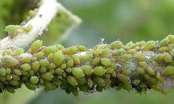 aphids on pears