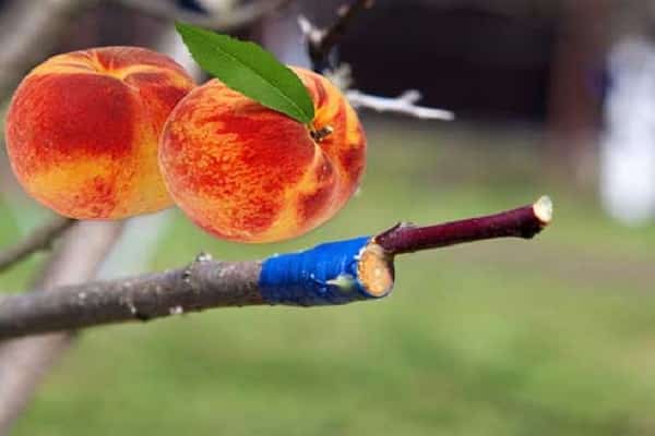 uzpotēti persiki