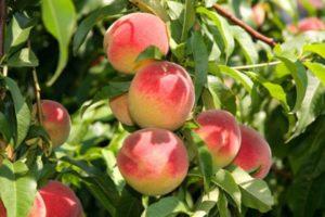 Mitä voidaan varttaa persikkaan ja kuinka oikein, orastuksen ajoitus