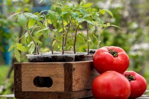 Milloin istutetaan tomaatteja taimeihin vuonna 2020