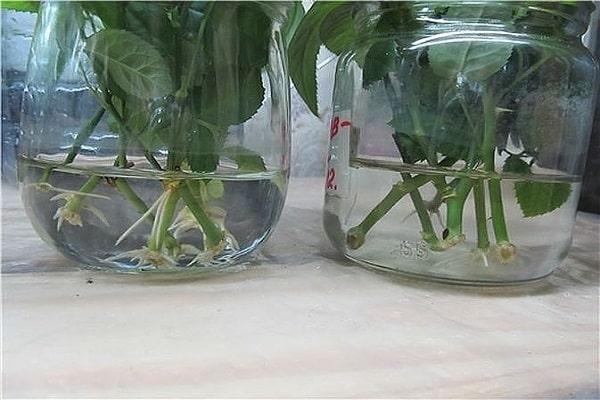 Pflanze in ein Glas