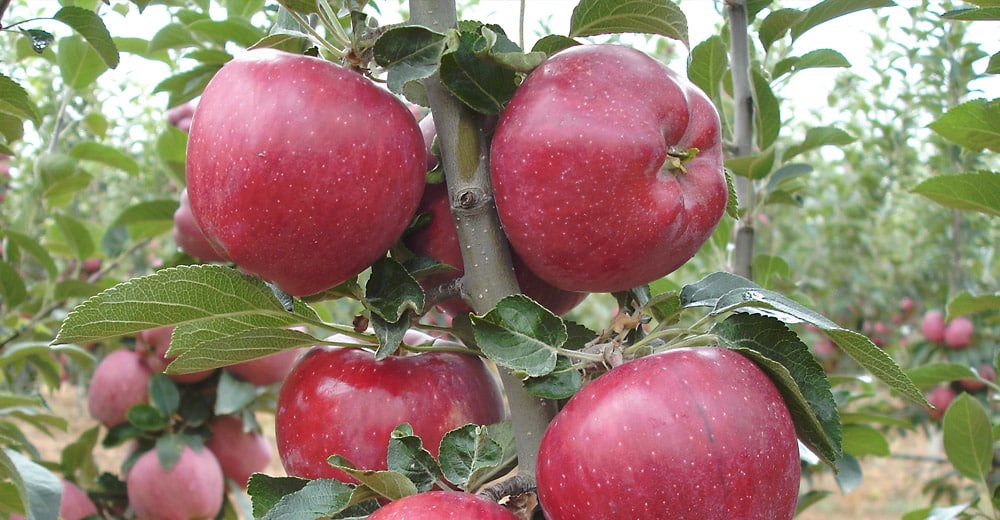 jabuke crveni poglavica