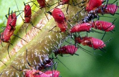Red-gall aphid
