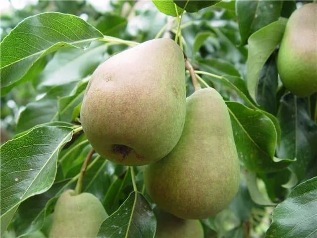 päärynä venäläinen kauneus