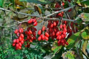 When to pick barberry and how to dry berries, fruit storage technology