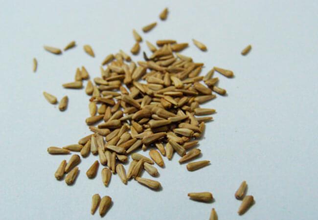aster seed